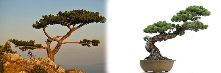 Bonsai 1